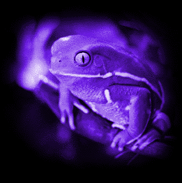 mutant froggy
